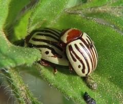 Zygogramma exclamationis