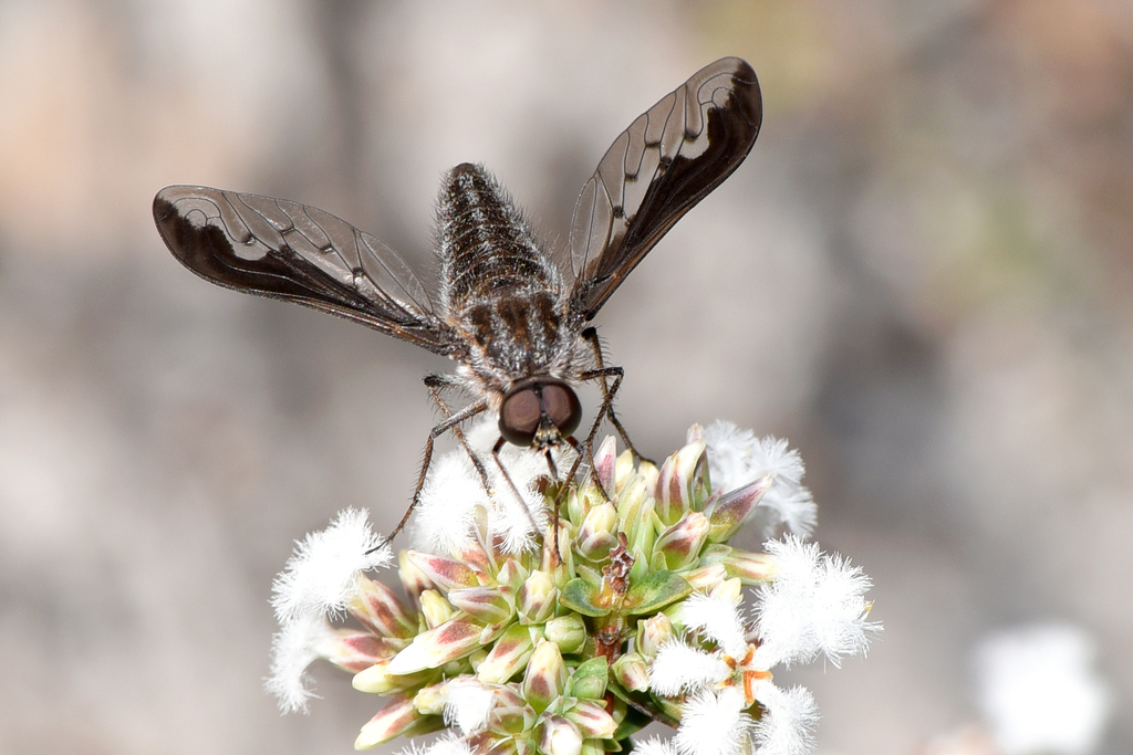 Aleucosia albovittata
