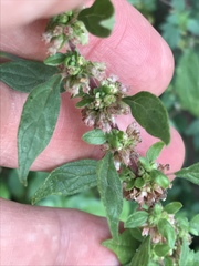 Parietaria officinalis