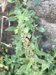 Parietaria officinalis