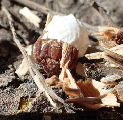 Xysticus locuples