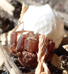 Xysticus locuples