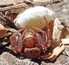 Xysticus locuples