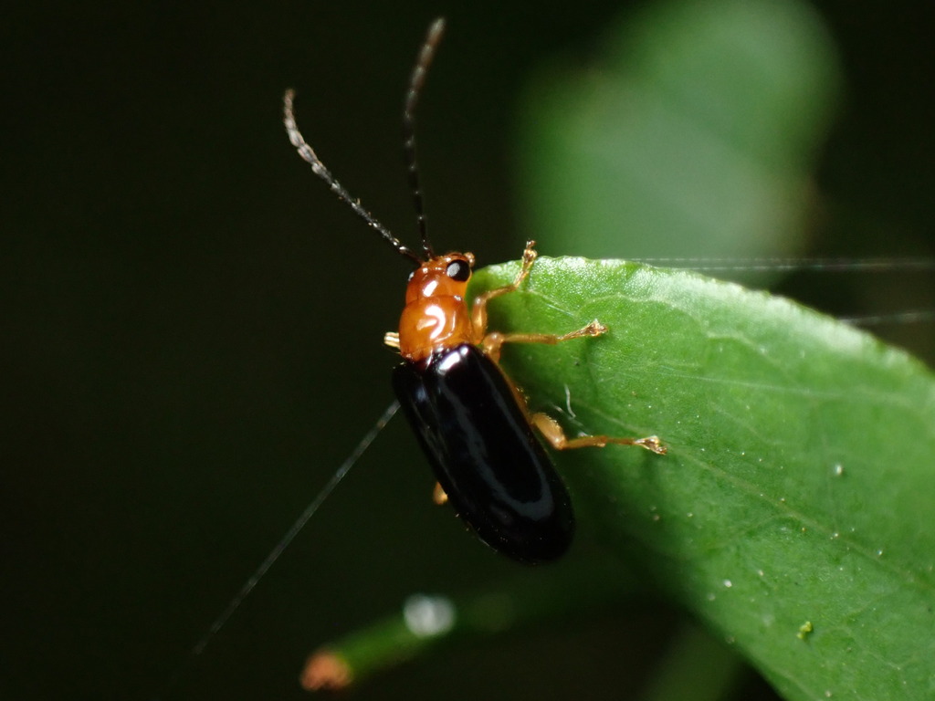 Cerophysa tibialis