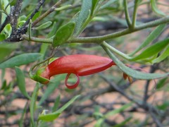 Eremophila decipiens