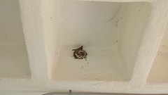 Haemorhous mexicanus