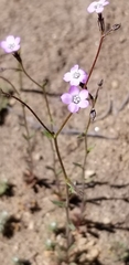 Gilia sinuata