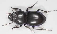Pasimachus punctulatus