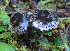 Thaxterogaster rhipiduranus