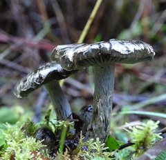 Thaxterogaster rhipiduranus