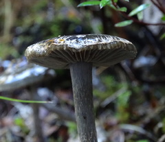 Thaxterogaster rhipiduranus