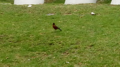 Turdus migratorius