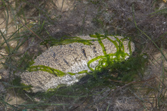Holothuria scabra