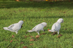 Cacatua goffiniana