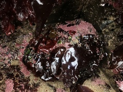 Haliotis cracherodii