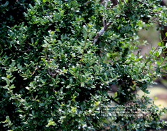 Diospyros xolocotzii