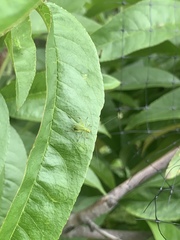 Phaneropterinae