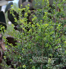 Diospyros xolocotzii