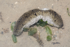 Holothuria scabra