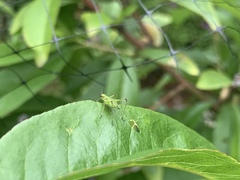 Phaneropterinae