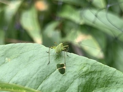 Phaneropterinae