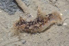 Plocamopherus ceylonicus