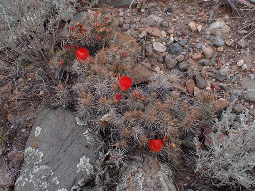 Airampoa corrugata