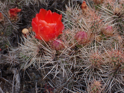 Airampoa corrugata