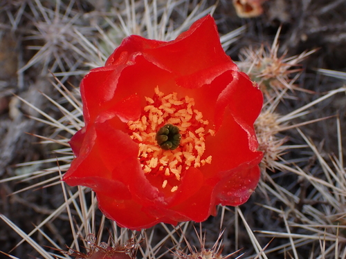Airampoa corrugata