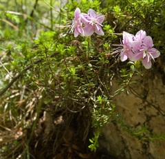Rhodothamnus chamaecistus