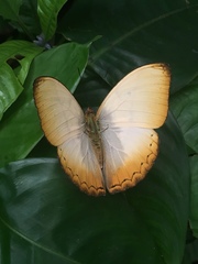 Cymothoe reinholdi vitalis
