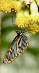 Ithomia terra