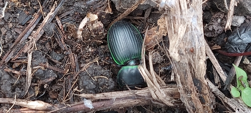 Pasimachus ambiguus
