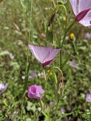 Clarkia dudleyana