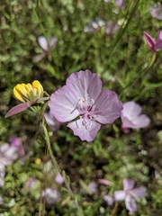 Clarkia dudleyana