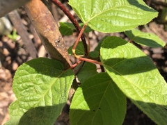Actinidia