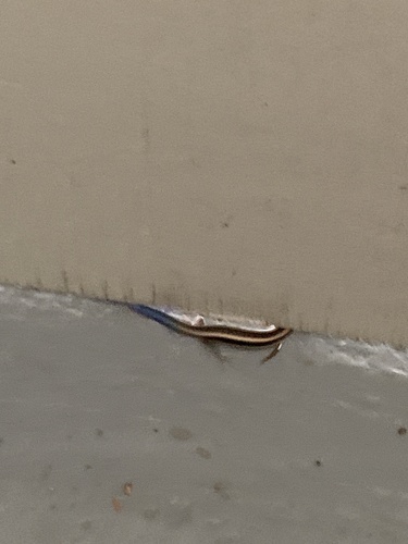 iNaturalist observation photo of Gilbert's Skink