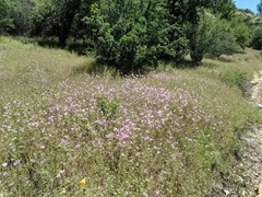 Clarkia dudleyana