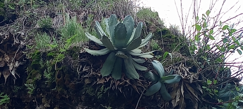 Agave guadalajarana