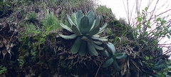 Agave guadalajarana