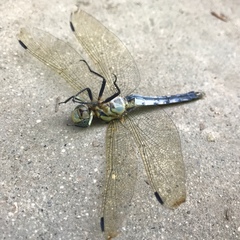 Orthetrum albistylum