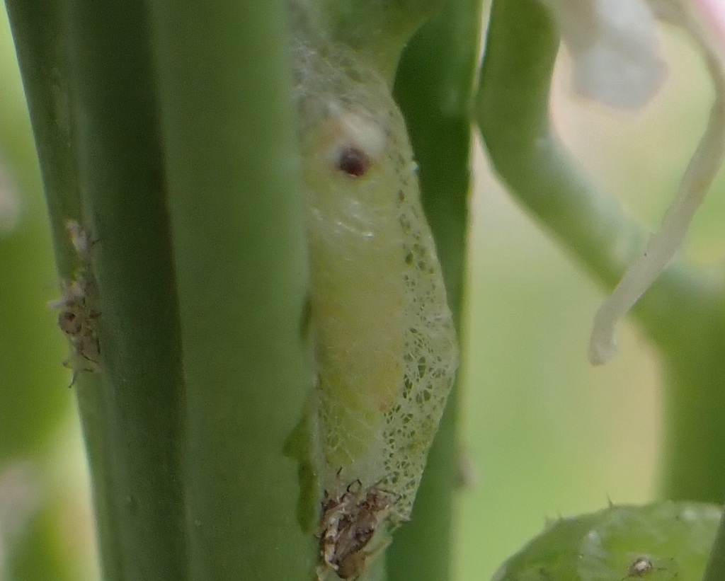 Diamondback Moth from Wendal Ln, Sacramento, CA 95841, USA on May 6 ...