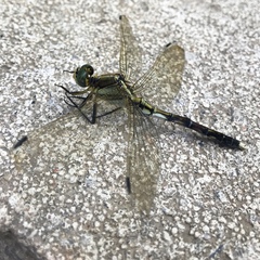Orthetrum albistylum