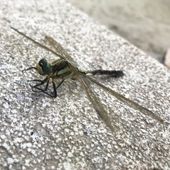 Orthetrum albistylum