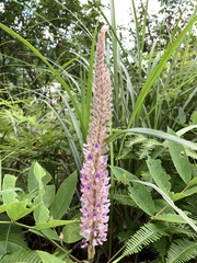 Uraria crinita