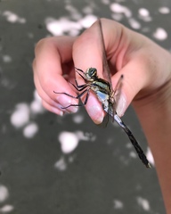 Orthetrum albistylum