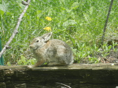 Sylvilagus nuttallii