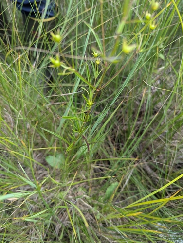 Image of Lysimachia quadriflora by (c) Skyler Principe, some rights reserved (CC BY)