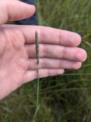 Image of Muhlenbergia glomerata by (c) Skyler Principe, some rights reserved (CC BY)