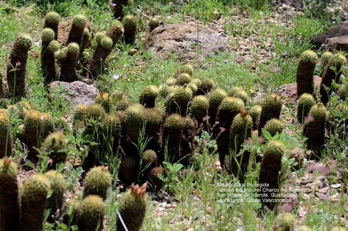 Coryphantha erecta